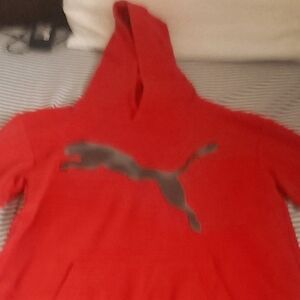 A red puma